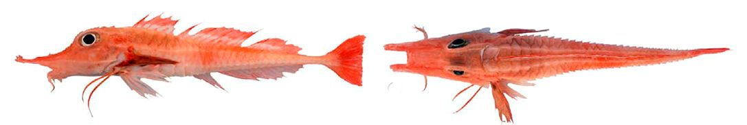 Peristedion cataphractum_05.jpg